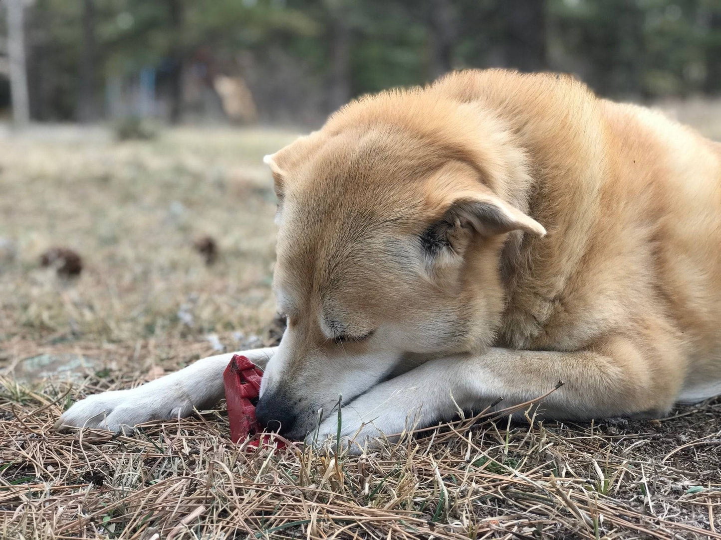 Cherry Pie Nylon Dog Chew Toy for Aggressive Chewers | USA Made | SodaPup Nylon Dog Toys SodaPup/True Dogs, LLC