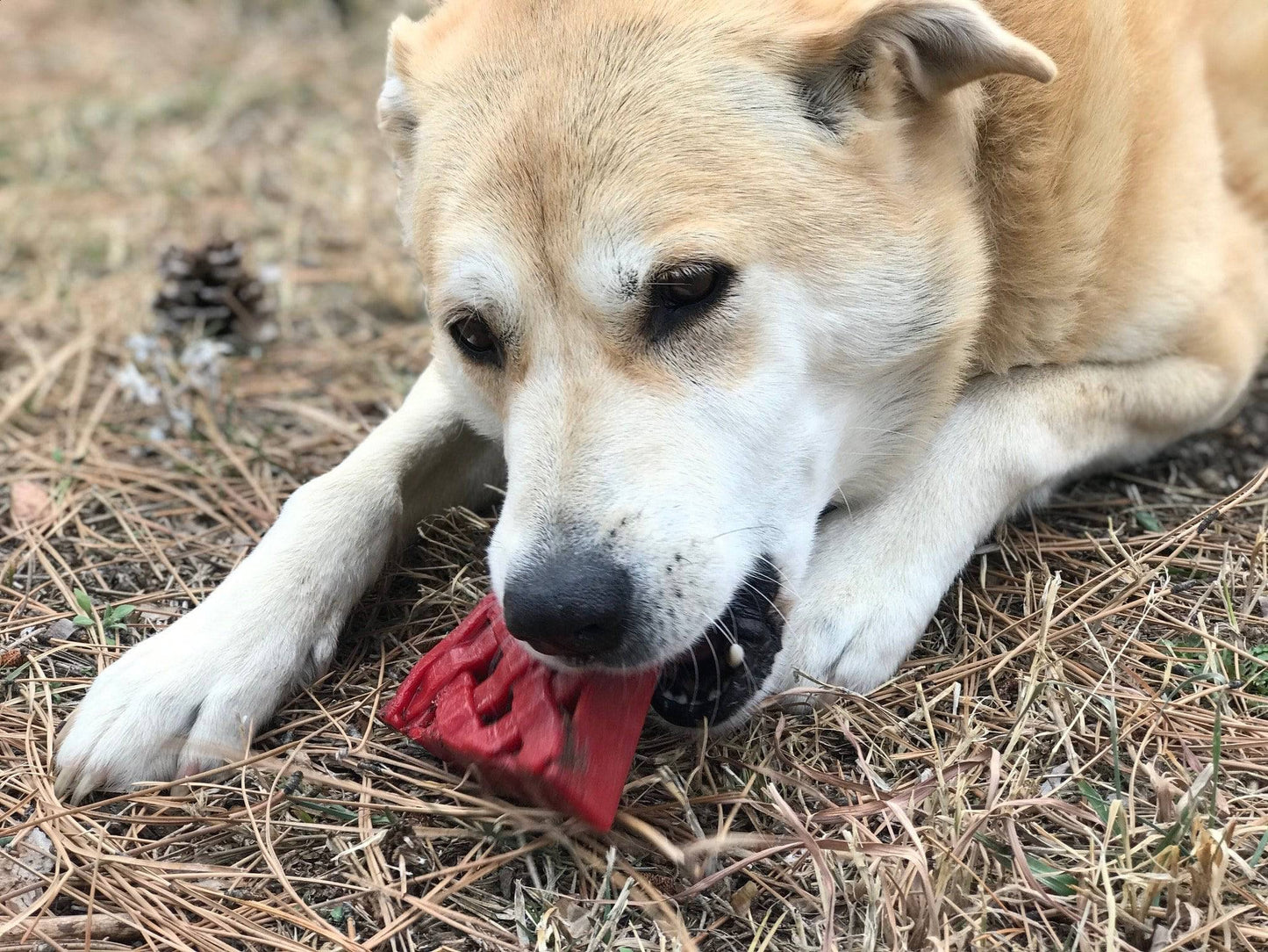 Cherry Pie Nylon Dog Chew Toy for Aggressive Chewers | USA Made | SodaPup Nylon Dog Toys SodaPup/True Dogs, LLC