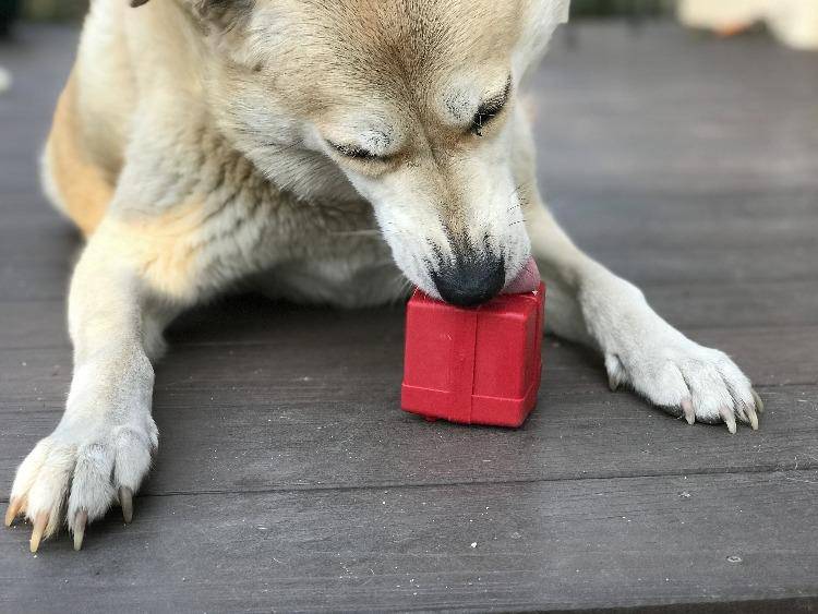 Gift Box eDispenser - Durable Rubber Treat Dispenser for Dogs | USA Made Rubber Dog Toys SodaPup/True Dogs, LLC