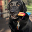 Hot Dog Nylon Dog Toy for Aggressive Chewers | USA Made | SodaPup Nylon Dog Toys SodaPup/True Dogs, LLC