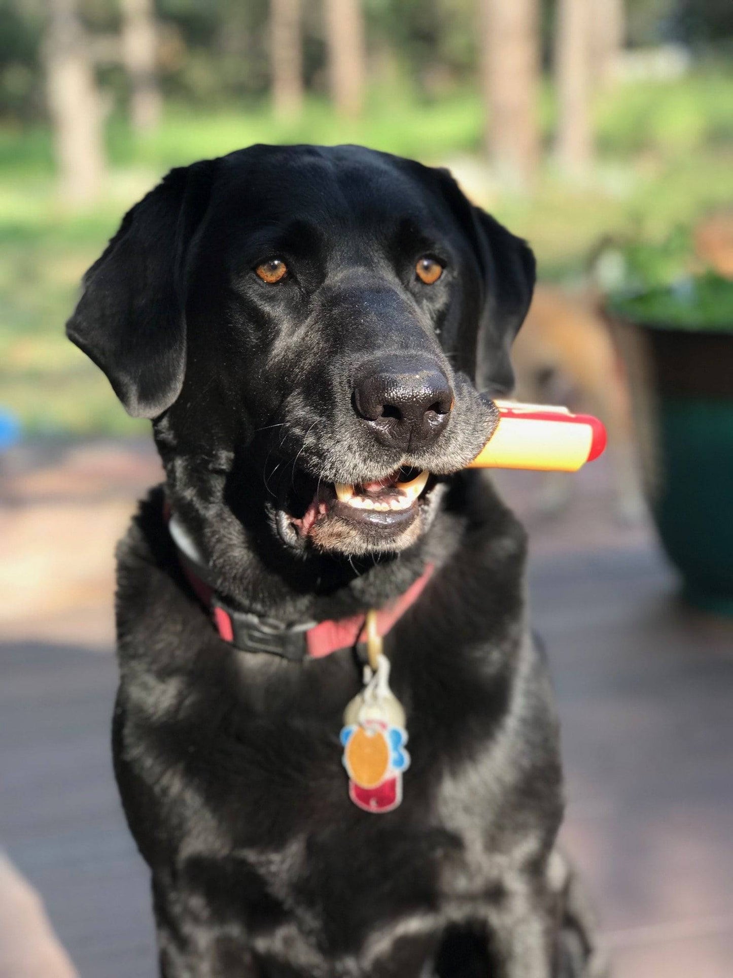 Hot Dog Nylon Dog Toy for Aggressive Chewers | USA Made | SodaPup Nylon Dog Toys SodaPup/True Dogs, LLC