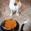 Magnum Can Toy Rubber Dog Chew Toy for Extreme Chewers | Treat Dispenser | USA Made Rubber Dog Toys SodaPup/True Dogs, LLC