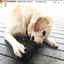 Magnum Can Toy Rubber Dog Chew Toy for Extreme Chewers | Treat Dispenser | USA Made Rubber Dog Toys SodaPup/True Dogs, LLC
