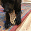 Peanut Nylon Dog Chew Toy | Ultra-Durable for Aggressive Chewers | SodaPup Nylon Dog Toys SodaPup/True Dogs, LLC