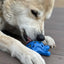 Starfish Nylon Dog Chew Toy for Aggressive Chewers | USA Made | SodaPup Nylon Dog Toys SodaPup/True Dogs, LLC