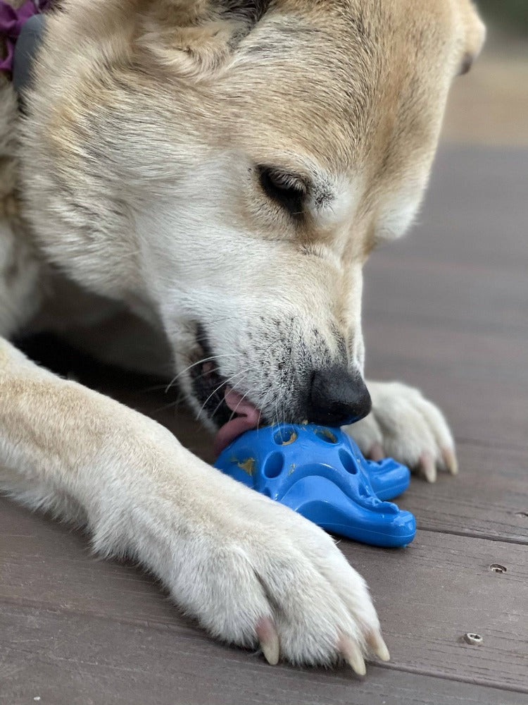 Starfish Nylon Dog Chew Toy for Aggressive Chewers | USA Made | SodaPup Nylon Dog Toys SodaPup/True Dogs, LLC