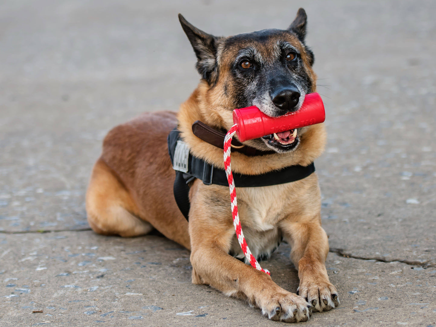 USA-K9 Firecracker Floating Training Dummy | K9 Handler Reward Toy | Red | USA Made Rubber Dog Toys SodaPup/True Dogs, LLC