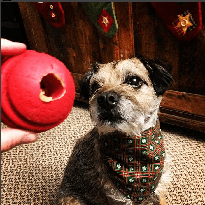 USA-K9 Stars and Stripes Rubber Dog Toy | K9 Handler Reward Toy | Red | USA Made Rubber Dog Toys SodaPup/True Dogs, LLC