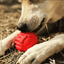 USA-K9 Stars and Stripes Rubber Dog Toy | K9 Handler Reward Toy | Red | USA Made Rubber Dog Toys SodaPup/True Dogs, LLC