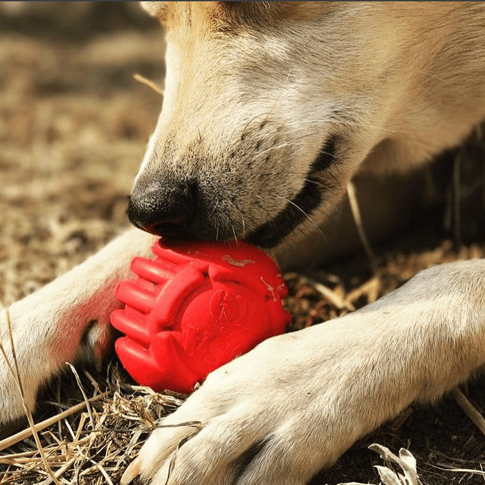 USA-K9 Stars and Stripes Rubber Dog Toy | K9 Handler Reward Toy | Red | USA Made Rubber Dog Toys SodaPup/True Dogs, LLC