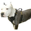 Viper Surge Biothane Working Dog Harness - Brass Hardware Dog Harnesses Dogline