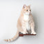 Cat Climbing Shelf Cat shelves/bed Catastrophic Creations