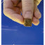 Premium Freeze Dried Blackworms - Power Boost Fish Food Super Cichlids