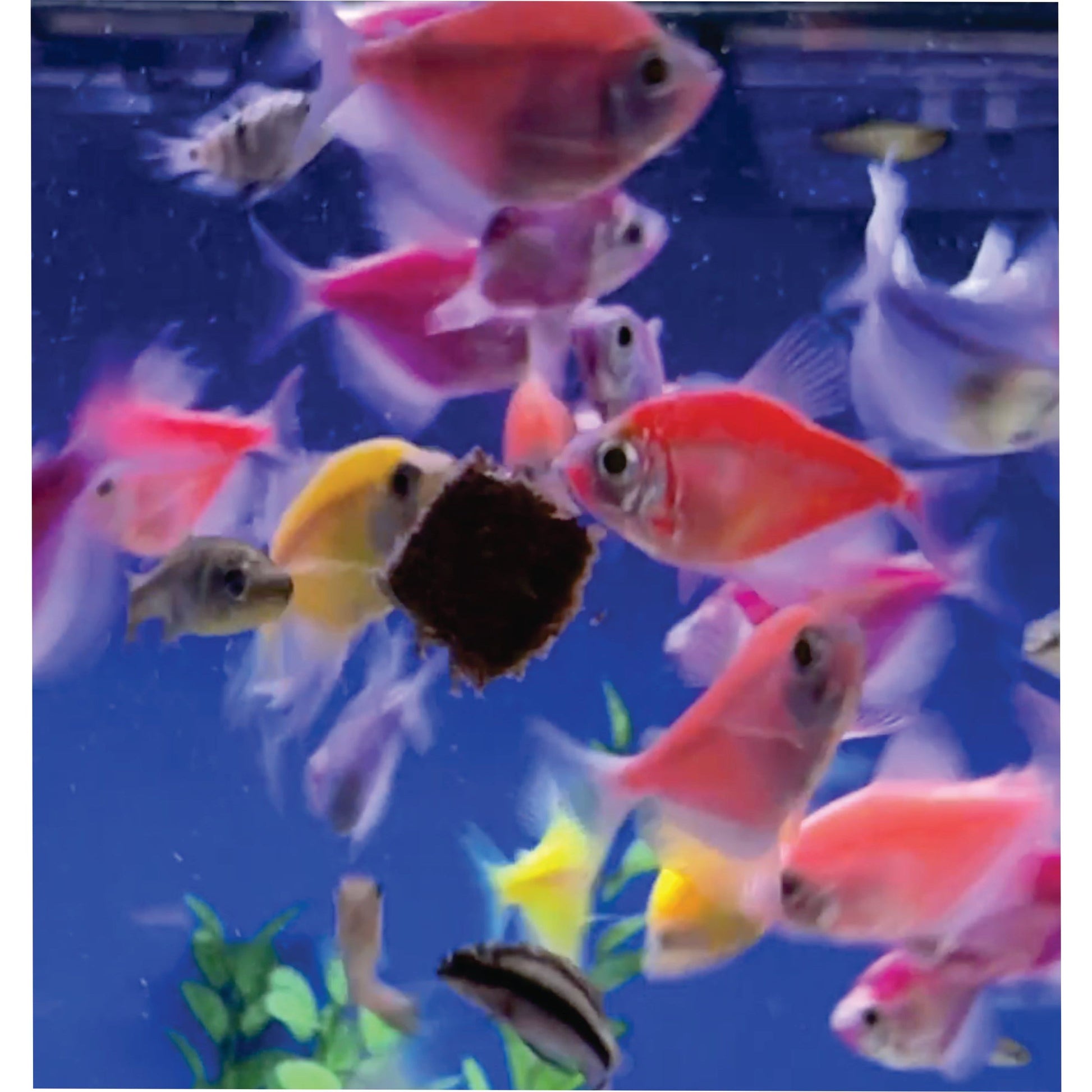 Premium Freeze Dried Blackworms - Power Boost Fish Food Super Cichlids