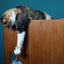 The Overlook - Sturdy - Bamboo Cat Tree Cat Condo Catastrophic Creations
