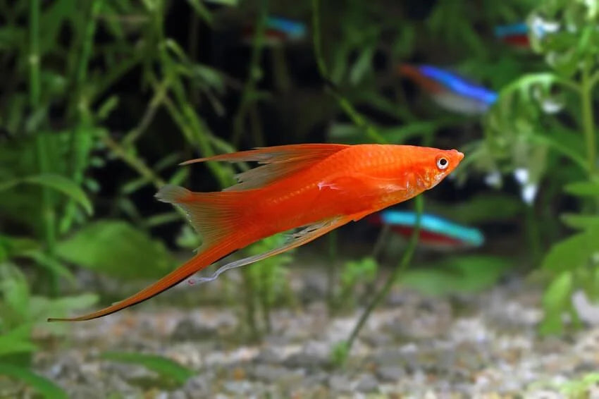 Brick Swordtail SWORDTAIL Danaqua Live Fish & More