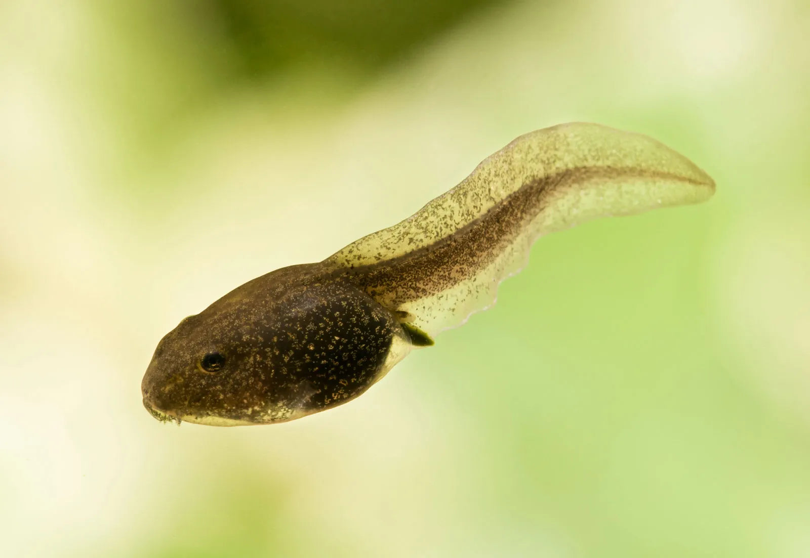 tadpole SNAIL Danaqua Live Fish & More
