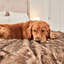 PupProtector™ Summer Short Fur Waterproof Throw Blanket - Sable Tan Dog Blanket Paw.com