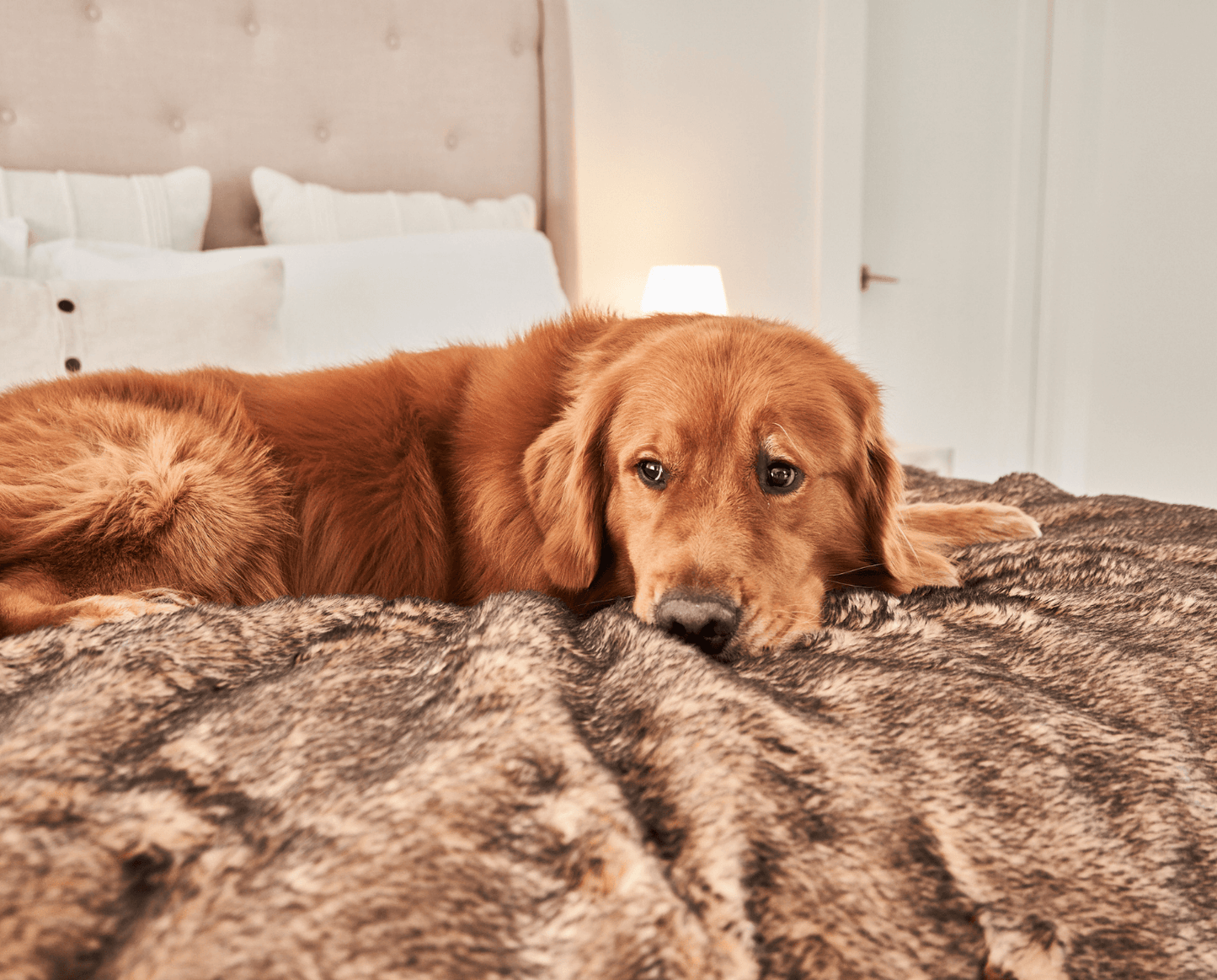 PupProtector™ Summer Short Fur Waterproof Throw Blanket - Sable Tan Dog Blanket Paw.com