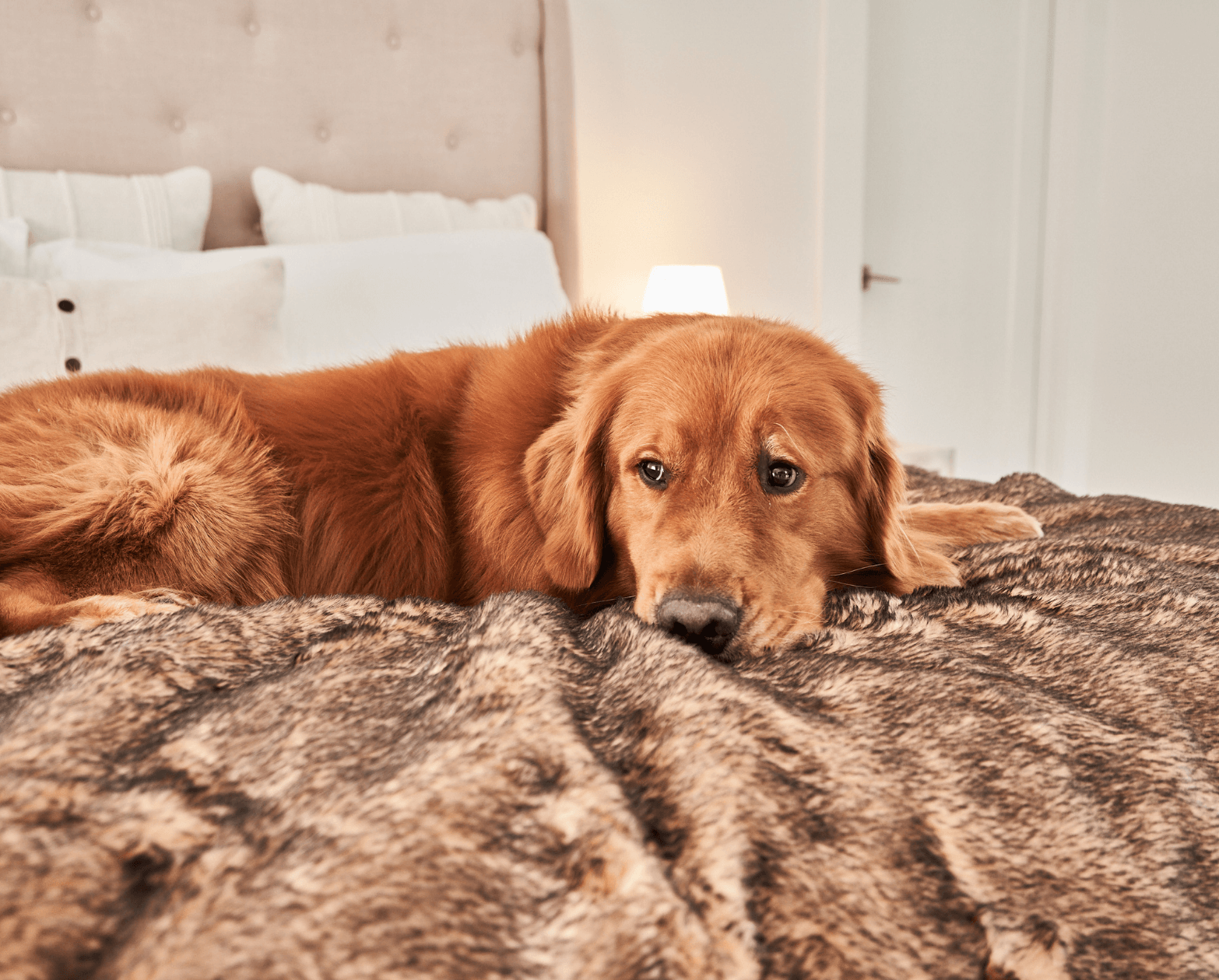 PupProtector™ Summer Short Fur Waterproof Throw Blanket - Sable Tan Dog Blanket Paw.com