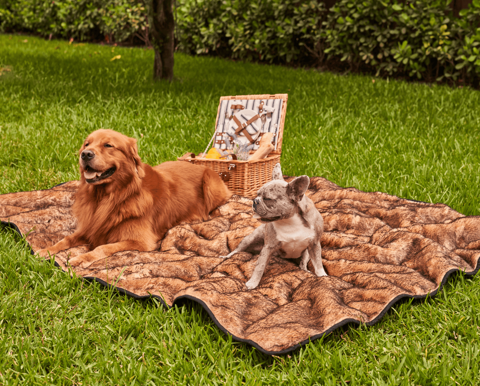 PupProtector™ Summer Short Fur Waterproof Throw Blanket - Sable Tan Dog Blanket Paw.com