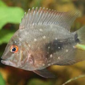 Uaru cichlid (triangle cichlid) AMERICAN CICHLID Danaqua Live Fish & More
