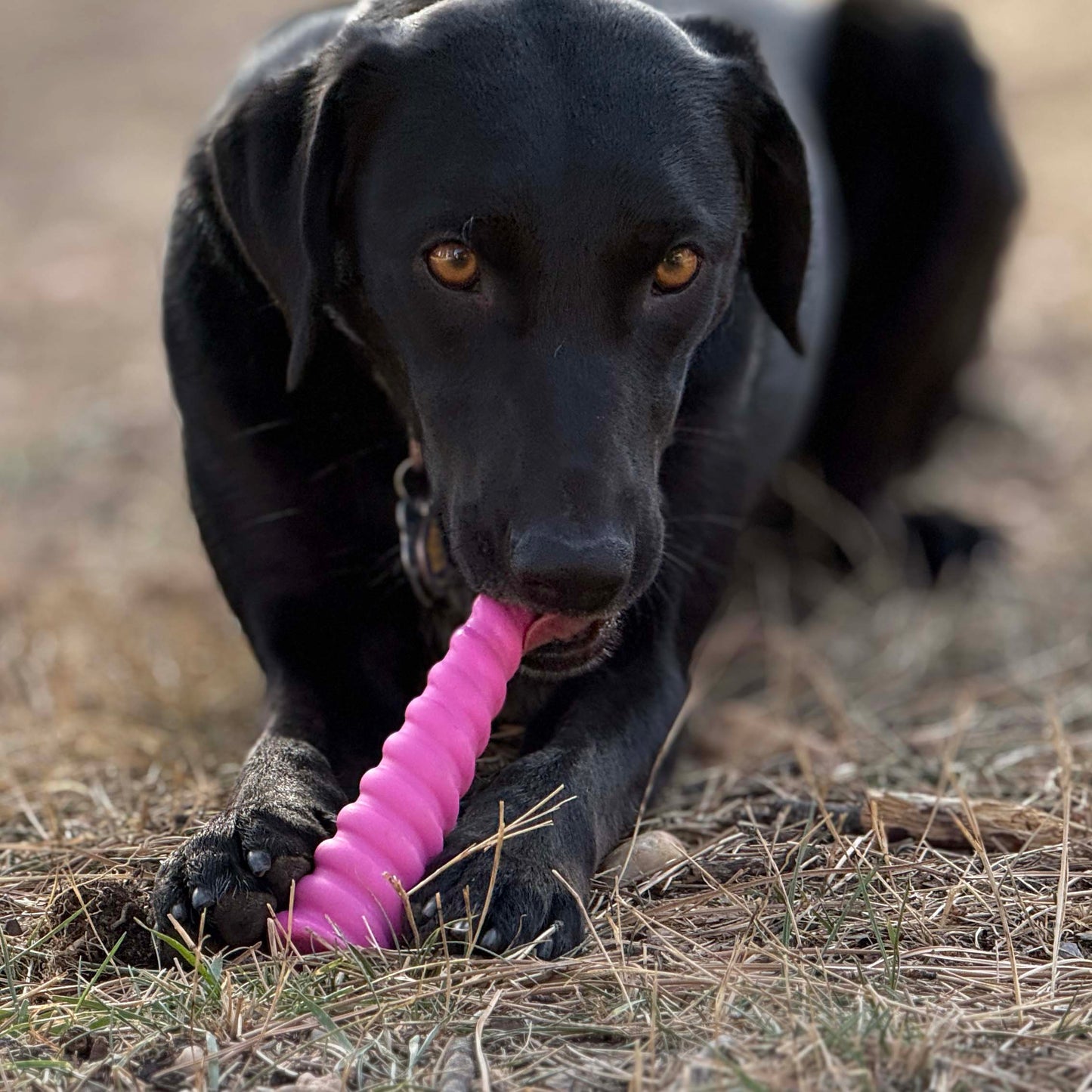 Unicorn Horn Nylon Dog Chew Toy | Durable for Aggressive Chewers | SodaPup Nylon Dog Toys SodaPup/True Dogs, LLC