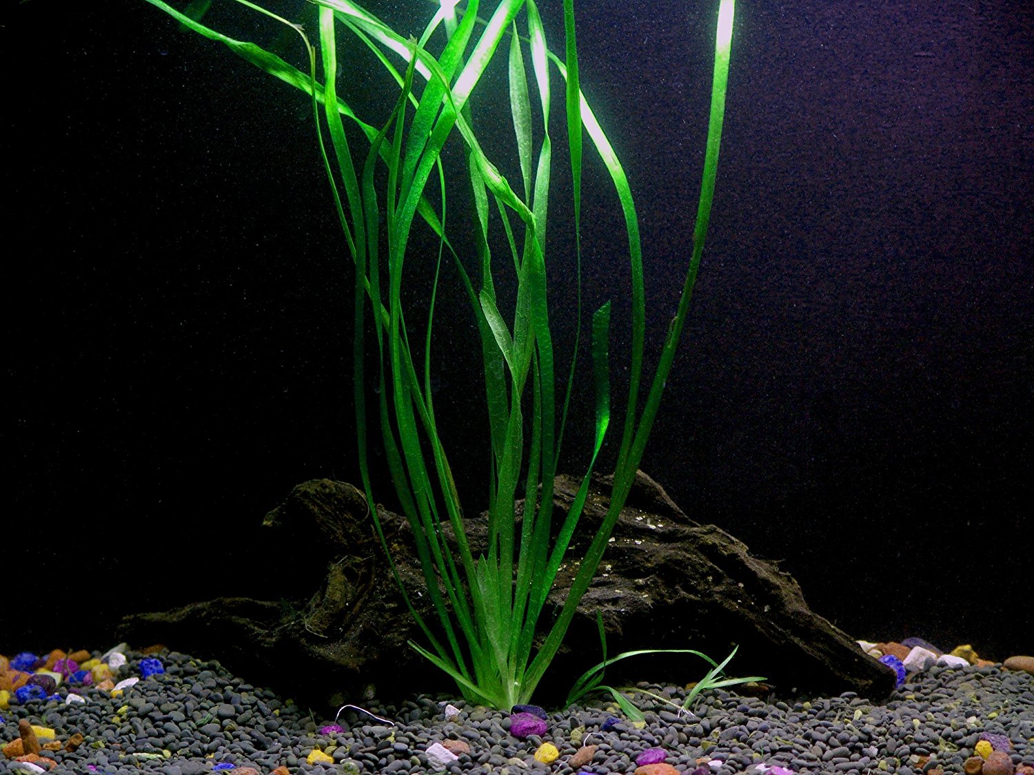 Florida 10 Species Live Aquarium Plants Bundle Aqua Leaf Aquatics