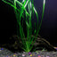 8 Species Aquarium Plants Bundle – Anacharis, Hornwort, Amazon Sword, Moneywort, Ludwigia and Cryptocoryne Aqua Leaf Aquatics
