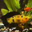 Assorted Leopard Molly MOLLY Danaqua Live Fish & More