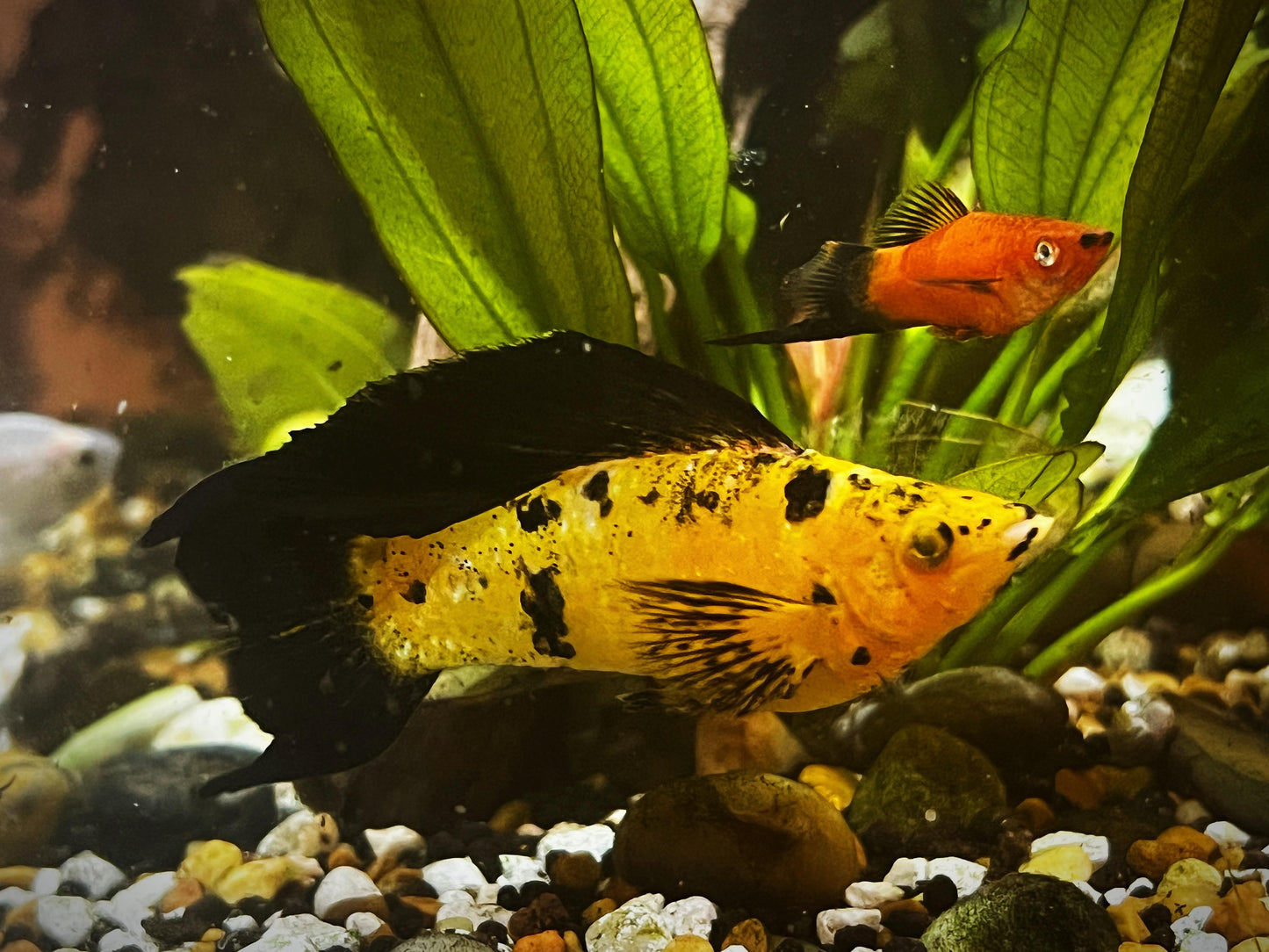 Assorted Leopard Molly MOLLY Danaqua Live Fish & More