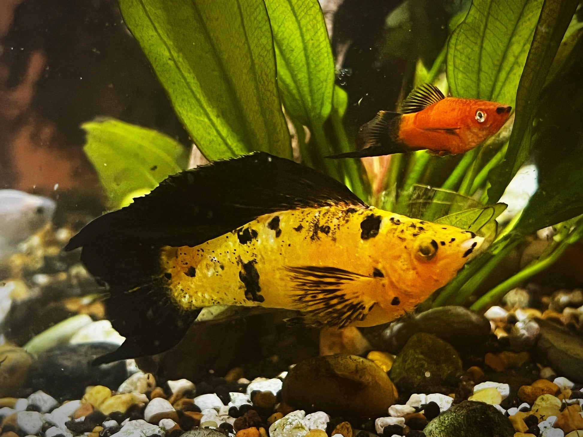 Assorted Leopard Molly MOLLY Danaqua Live Fish & More