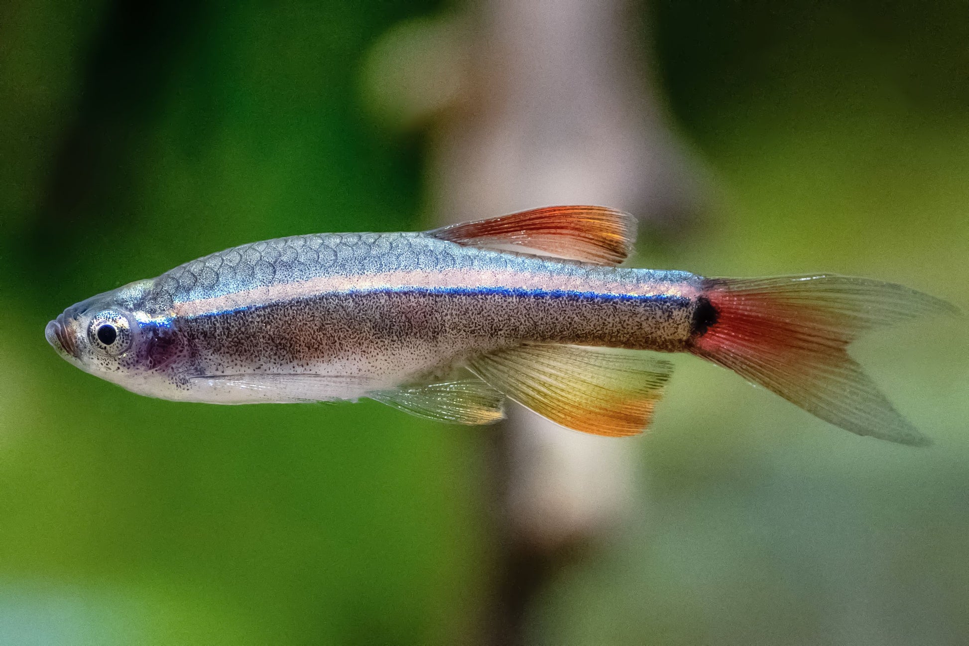 White Cloud Minnow TETRA Danaqua Live Fish & More