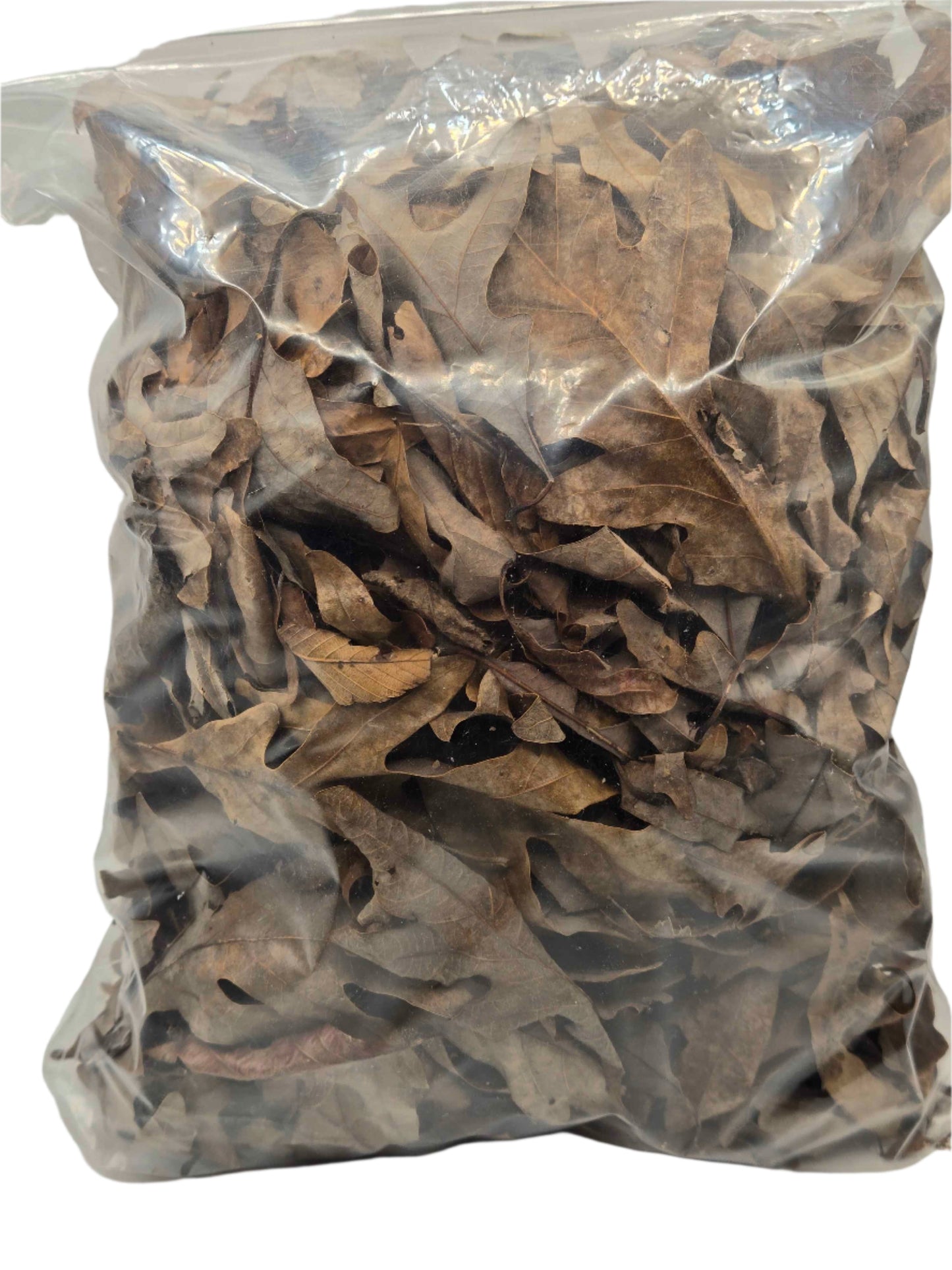 Forest Floor Leaf Litter (3 Sizes!) 1 Gallon Oak leaf litter Shield Wall Exotics