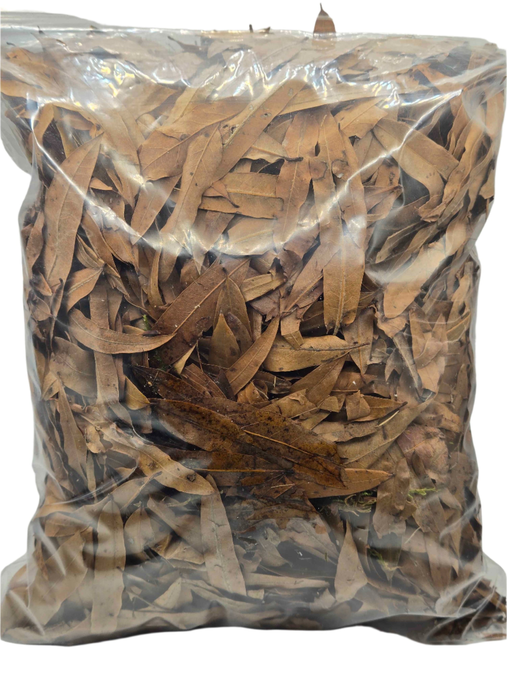 Forest Floor Leaf Litter (3 Sizes!) 1 Gallon Willow Oak leaf litter Shield Wall Exotics