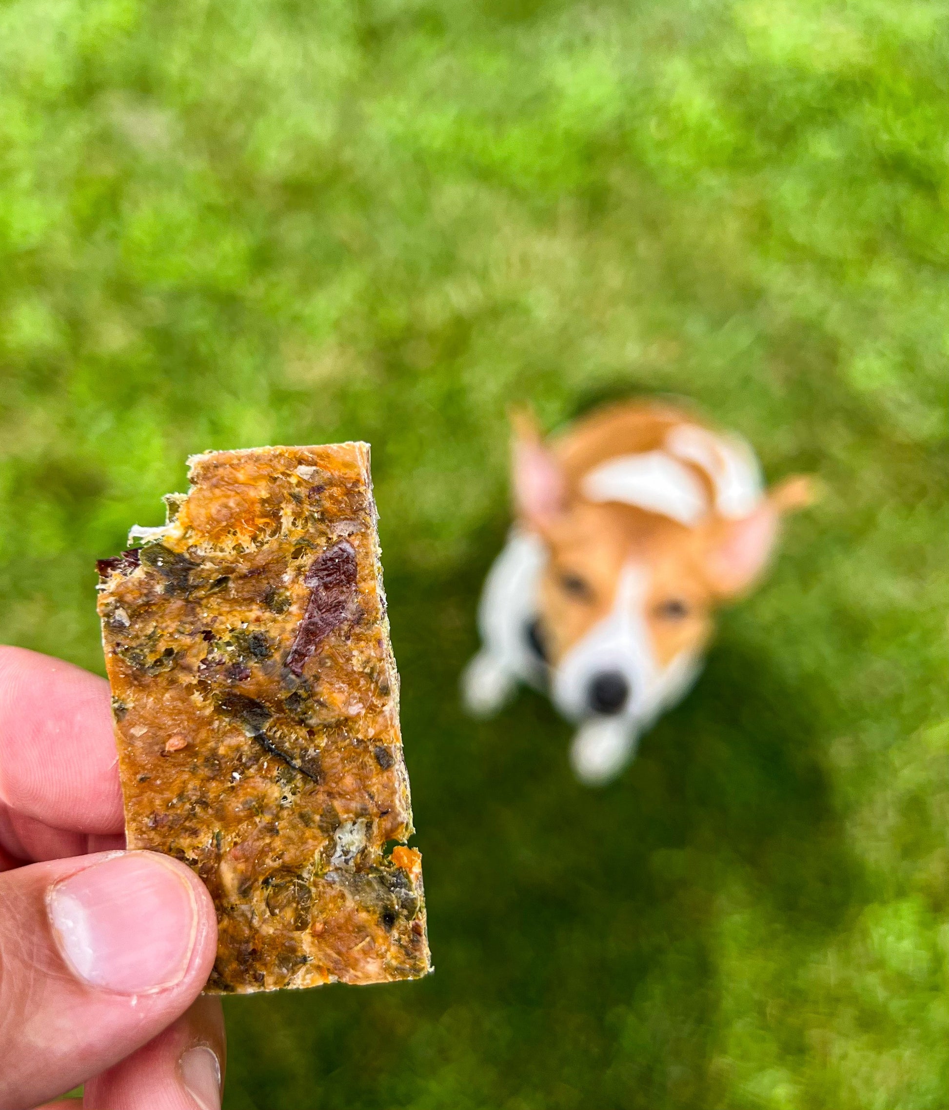 Turkey Dinner Turkey Jerky for Dogs and Cats Turkey Chief’s Treats and Pet Supplies