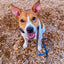 Chief's Favorite Handmade Chicken Jerky for Dogs and Cats Dog and Cat treats Chief’s Treats and Pet Supplies