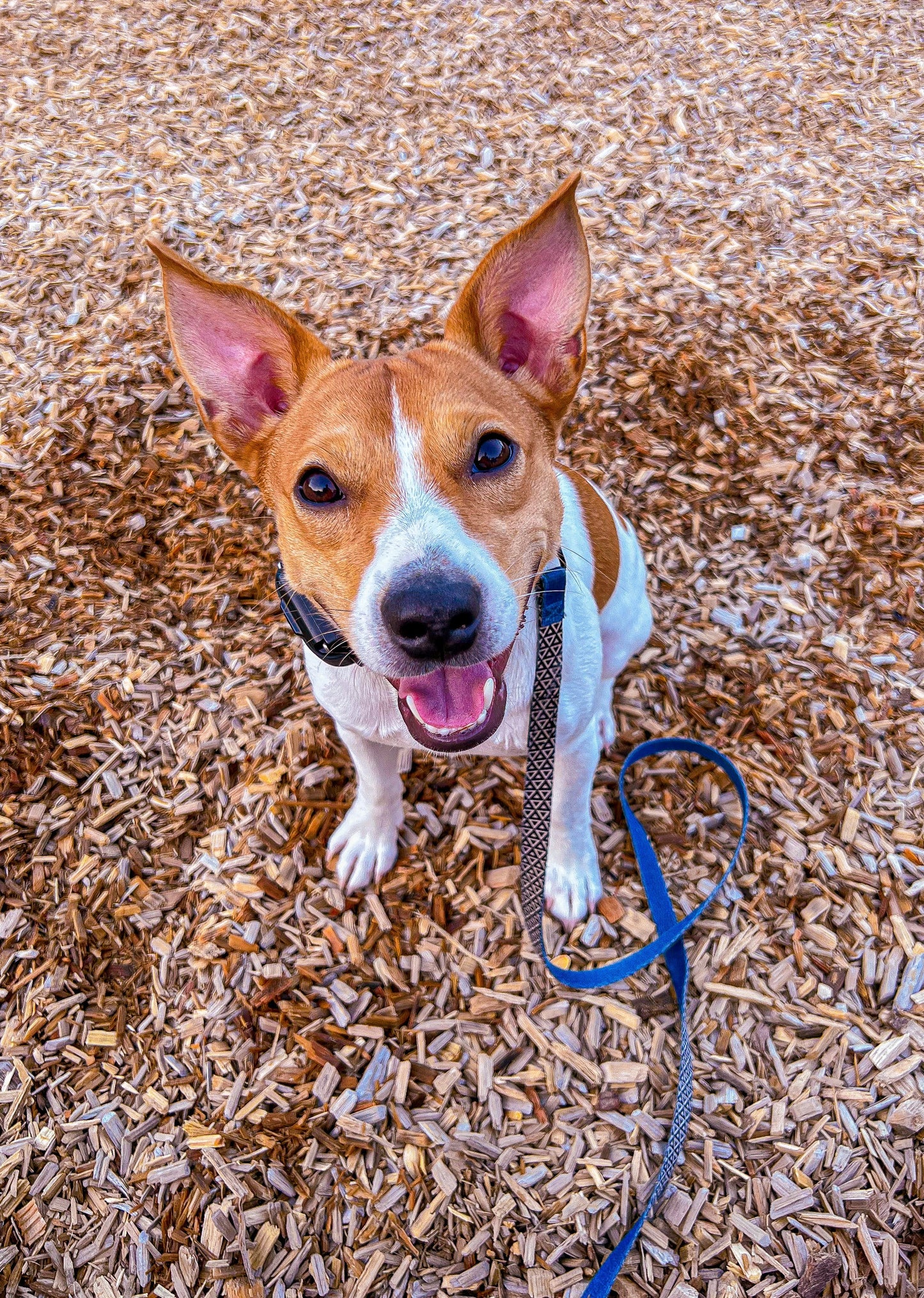 Chief's Favorite Handmade Chicken Jerky for Dogs and Cats Dog and Cat treats Chief’s Treats and Pet Supplies