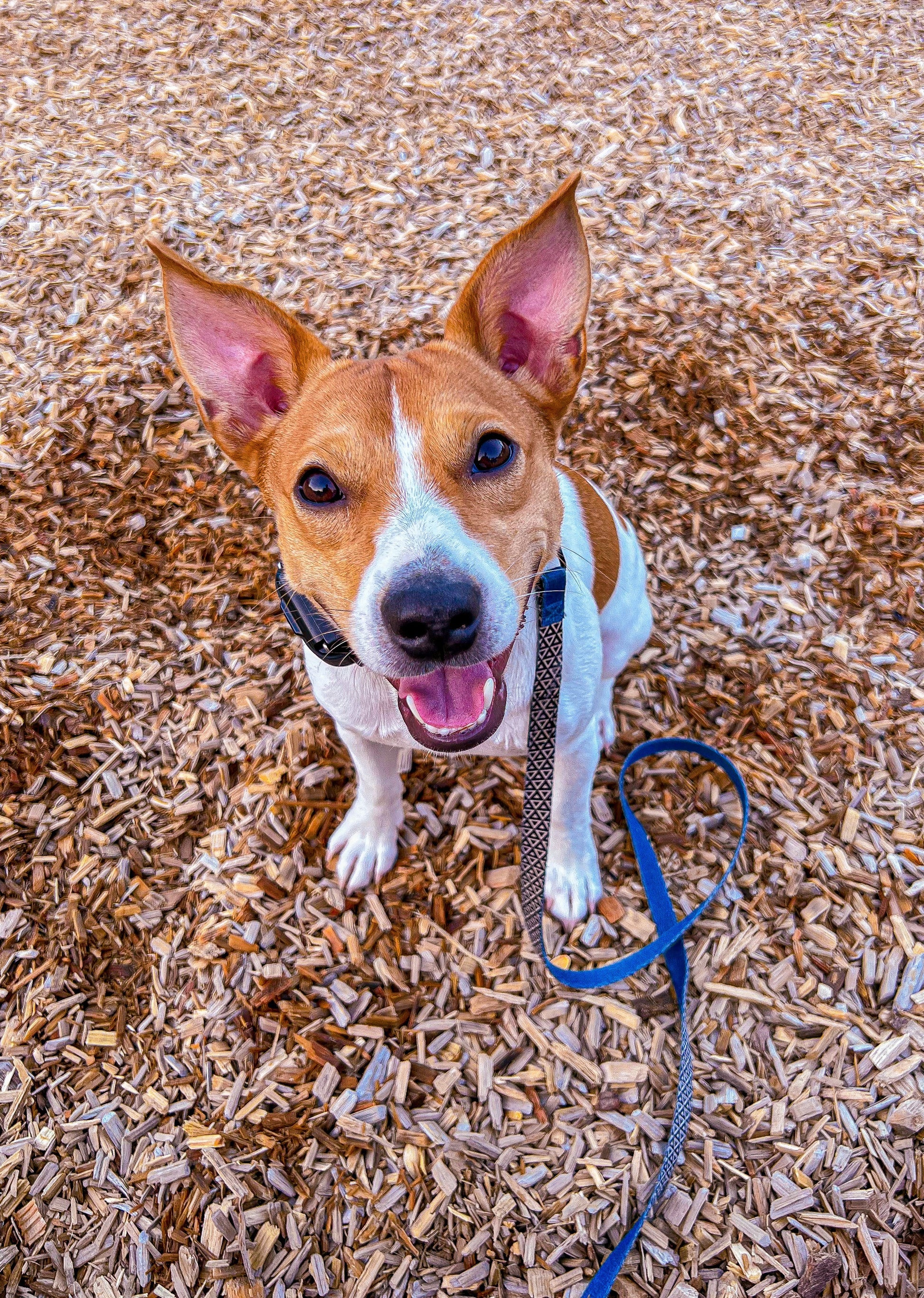 Chief's Favorite Handmade Chicken Jerky for Dogs and Cats Dog and Cat treats Chief’s Treats and Pet Supplies